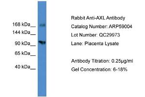 WB Suggested Anti-AXL  Antibody Titration: 0. (AXL antibody  (C-Term))