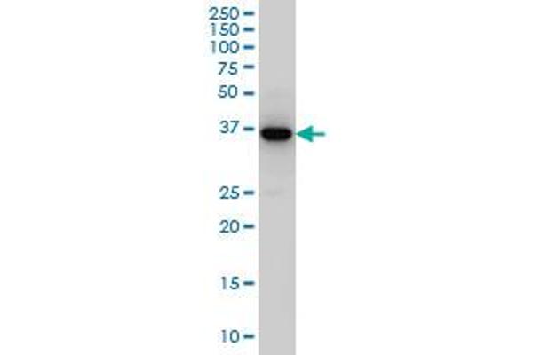 Septin 3 antibody  (AA 236-345)