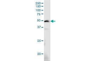 ARMCX3 monoclonal antibody (M01), clone 2G3.