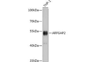 Western blot analysis of extracts of THP-1 cells, using  antibody (ABIN7265486) at 1:1000 dilution.