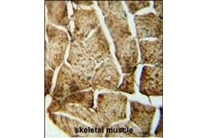 SD4 antibody (N-term) (ABIN652084 and ABIN2840541) immunohistochemistry analysis in formalin fixed and paraffin embedded human skeletal muscle followed by peroxidase conjugation of the secondary antibody and DAB staining. (SMPD4 antibody  (N-Term))