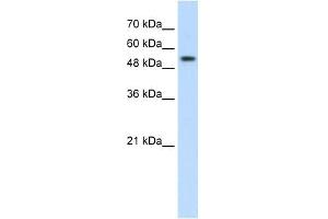PRPF19 antibody used at 2.