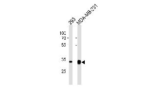 GOLPH3 Antibody (C-term) (ABIN1882249 and ABIN2843483) western blot analysis in 293,MDA-MB-231 cell line lysates (35 μg/lane). (GOLPH3 antibody)