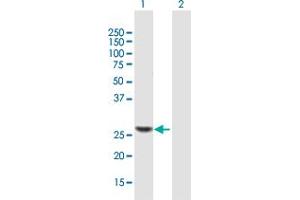 Western Blot analysis of TRMU expression in transfected 293T cell line by TRMU MaxPab polyclonal antibody. (TRMU antibody  (AA 1-222))