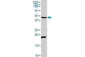 CCR5 MaxPab rabbit polyclonal antibody. (CCR5 antibody  (AA 1-352))