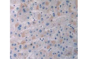 Used in DAB staining on fromalin fixed paraffin- embedded Kidney tissue (APPL1 antibody  (AA 404-673))