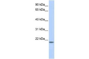 anti-FLJ33706 antibody