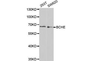Western blot analysis of extracts of various cell lines, using BCHE antibody (ABIN5970682) at 1/1000 dilution. (Butyrylcholinesterase antibody)