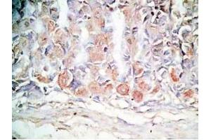 Mouse stomach tissue was stained by Rabbit Anti-Orexin A (16-33) (H) Antibody (Orexin A antibody  (amidated))