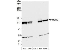 Western Blotting (WB) image for anti-Minichromosome Maintenance Complex Component 2 (MCM2) (AA 1-50) antibody (ABIN7453952)