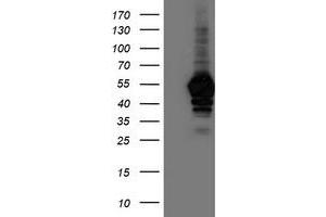 Western Blotting (WB) image for anti-N-Acyl Phosphatidylethanolamine phospholipase D (NAPEPLD) antibody (ABIN1499644) (NAPEPLD antibody)