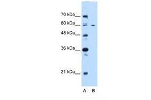 Image no. 1 for anti-Centrosomal Protein 55kDa (CEP55) (N-Term) antibody (ABIN6738236)