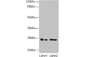 RhoF Antikörper  (AA 1-170)