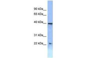 Image no. 1 for anti-Homeobox A2 (HOXA2) (AA 220-269) antibody (ABIN6747803) (HOXA2 antibody  (AA 220-269))