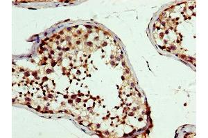 IHC image of ABIN7164137 diluted at 1:300 and staining in paraffin-embedded human testis tissue performed on a Leica BondTM system. (PBX1 antibody  (AA 315-430))