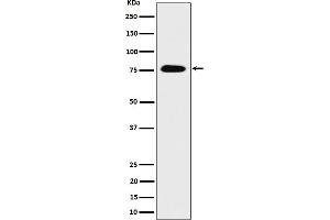 Western blot analysis of CRTC3 expression in 293 cell lysate. (Recombinant CRTC3 antibody)