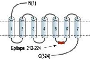 anti-MAS1 Oncogene (MAS1) (3rd Intracellular Loop), (AA 212-224) antibody