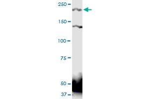 PTPRS monoclonal antibody (M01), clone 1H6 Western Blot analysis of PTPRS expression in HeLa (ABIN1339522). (PTPRS antibody  (AA 31-128))