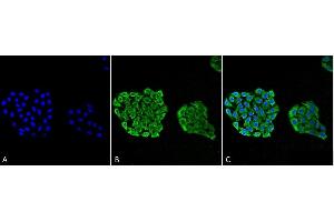 Immunocytochemistry/Immunofluorescence analysis using Mouse Anti-HSP70 Monoclonal Antibody, Clone 3A3 (ABIN361737 and ABIN361738). (HSP70 antibody)