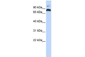 WB Suggested Anti-PHF21A Antibody Titration:  0. (PHF21A antibody  (Middle Region))
