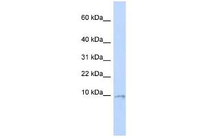 WB Suggested Anti-UCRC Antibody Titration:  0. (UQCR10 antibody  (Middle Region))