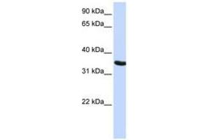 Image no. 1 for anti-Developmental Pluripotency Associated 2 (DPPA2) (AA 36-85) antibody (ABIN6741153) (DPPA2 antibody  (AA 36-85))