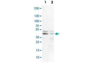 Western Blot analysis of Lane 1: NIH-3T3 cell lysate (mouse embryonic fibroblast cells) and Lane 2: NBT-II cell lysate (Wistar rat bladder tumor cells) with DAZAP1 polyclonal antibody .