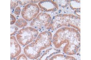 IHC-P analysis of kidney tissue, with DAB staining. (OPA3 antibody  (AA 23-179))