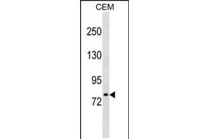 Western blot analysis in CEM cell line lysates (35ug/lane). (LONRF3 antibody  (C-Term))