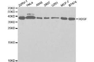 Western Blotting (WB) image for anti-Hepatoma-Derived Growth Factor (HDGF) antibody (ABIN1876535) (HDGF antibody)
