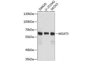Western blot analysis of extracts of various cell lines using MGAT3 Polyclonal Antibody at dilution of 1:1000. (MGAT3 antibody)