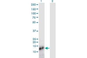 SPRR4 antibody  (AA 1-79)