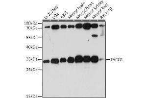 TACO1 antibody  (AA 1-297)