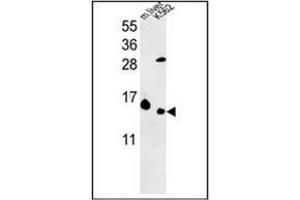 Western blot analysis in K562 cell line and Mouse liver tissue lysates (35 ug/lane) using RPL37 Antibody (C-term) Cat. (RPL37 antibody  (C-Term))