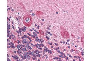 Anti-HIF1AN antibody IHC of human brain, cerebellum. (HIF1AN antibody  (N-Term))