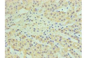 Immunohistochemistry of paraffin-embedded human adrenal gland tissue using ABIN7147608 at dilution of 1:100