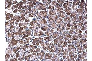 IHC-P Image NDUFV1 antibody [N3C3] detects NDUFV1 protein at cytoplasm on mouse stomach by immunohistochemical analysis. (NDUFV1 antibody  (Center))