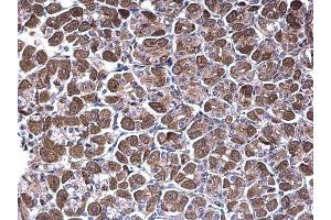 IHC-P Image NDUFV1 antibody [N3C3] detects NDUFV1 protein at cytoplasm on mouse stomach by immunohistochemical analysis. (NDUFV1 antibody  (Center))