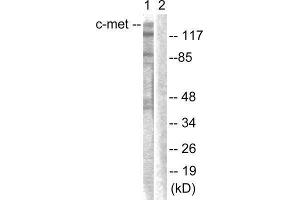 Western Blotting (WB) image for anti-Met Proto-Oncogene (MET) (Tyr1003) antibody (ABIN1848008) (c-MET antibody  (Tyr1003))