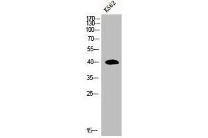 Western Blot analysis of K562 cells using MRP-S35 Polyclonal Antibody (MRPS35 antibody  (Internal Region))