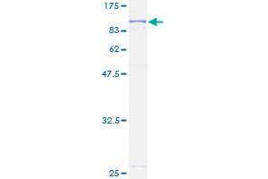 Adenylate Kinase 7 Protein (AK7) (AA 1-656) (GST tag)