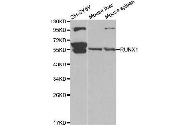 RUNX1 antibody  (AA 150-250)