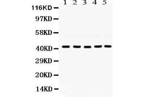 Anti- GNAQ Picoband antibody, Western blottingAll lanes: Anti GNAQ  at 0. (GNAQ antibody  (N-Term))
