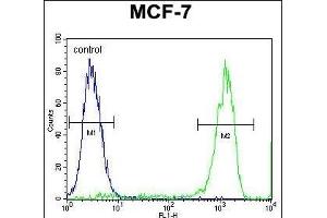 TMEM132E Antibody (C-term) (ABIN655434 and ABIN2844969) flow cytometric analysis of MCF-7 cells (right histogram) compared to a negative control cell (left histogram). (TMEM132E antibody  (C-Term))