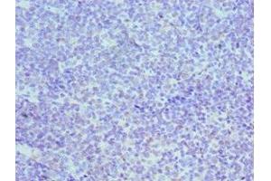 Immunohistochemistry of paraffin-embedded human tonsil tissue using ABIN7150332 at dilution of 1:100 (MCM3 antibody  (AA 1-295))