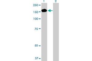 Western Blot analysis of PEX1 expression in transfected 293T cell line by PEX1 MaxPab polyclonal antibody. (PEX1 antibody  (AA 1-1283))