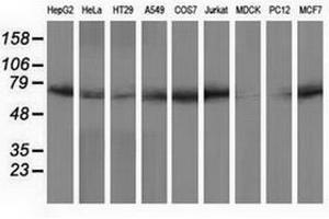 PPWD1 antibody