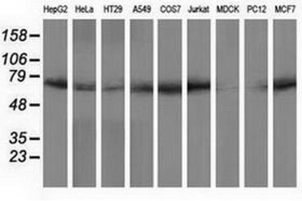 PPWD1 antibody