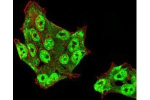 Immunofluorescence analysis of HeLa cells using DDX39B mouse mAb (green).