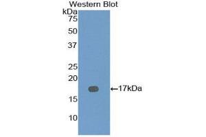 Western Blotting (WB) image for anti-Bone Morphogenetic Protein 7 (BMP7) (AA 292-430) antibody (ABIN1858161)